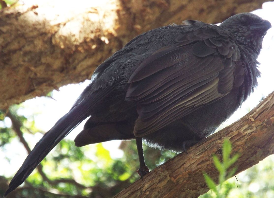 Passeriforme allo zoo di Melbourne  : Struthidea cinerea